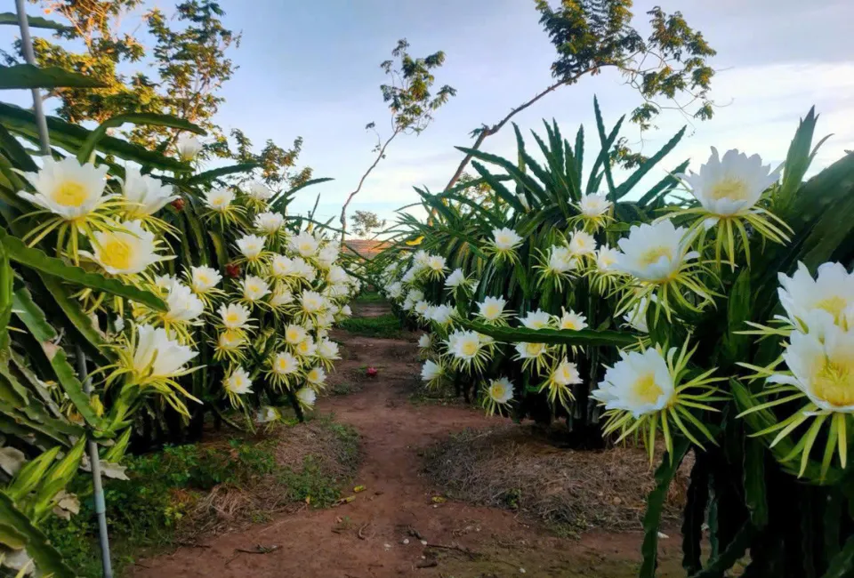 About Us 1 Fresh Farm sourcing