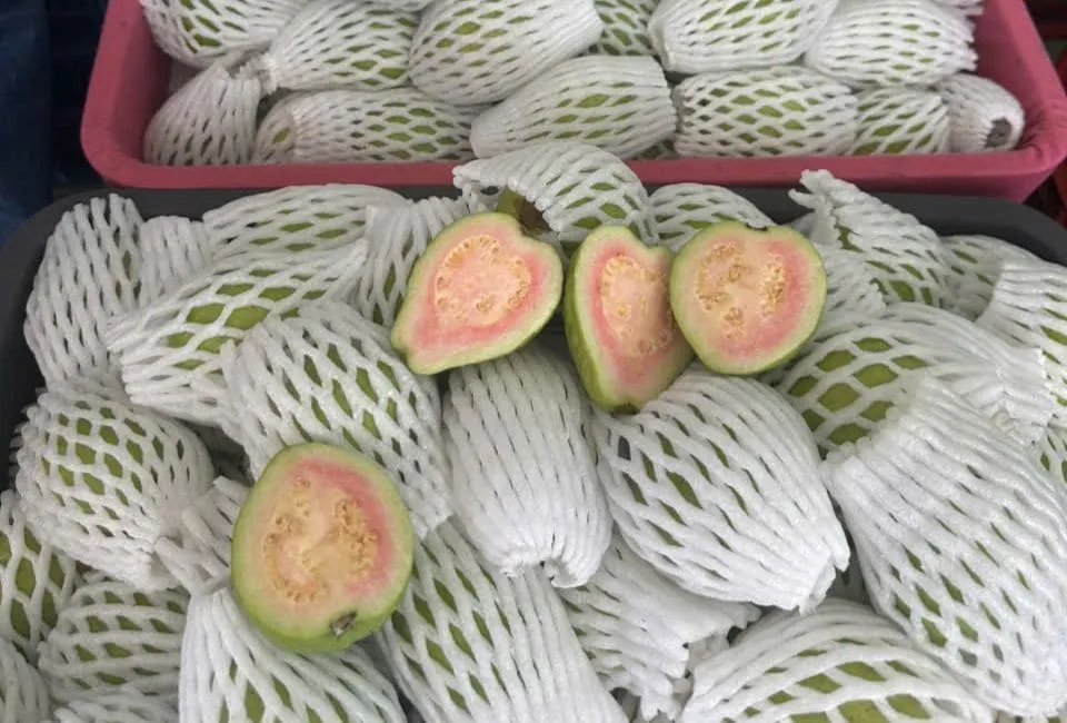 55 11zon 1 havigo.vn