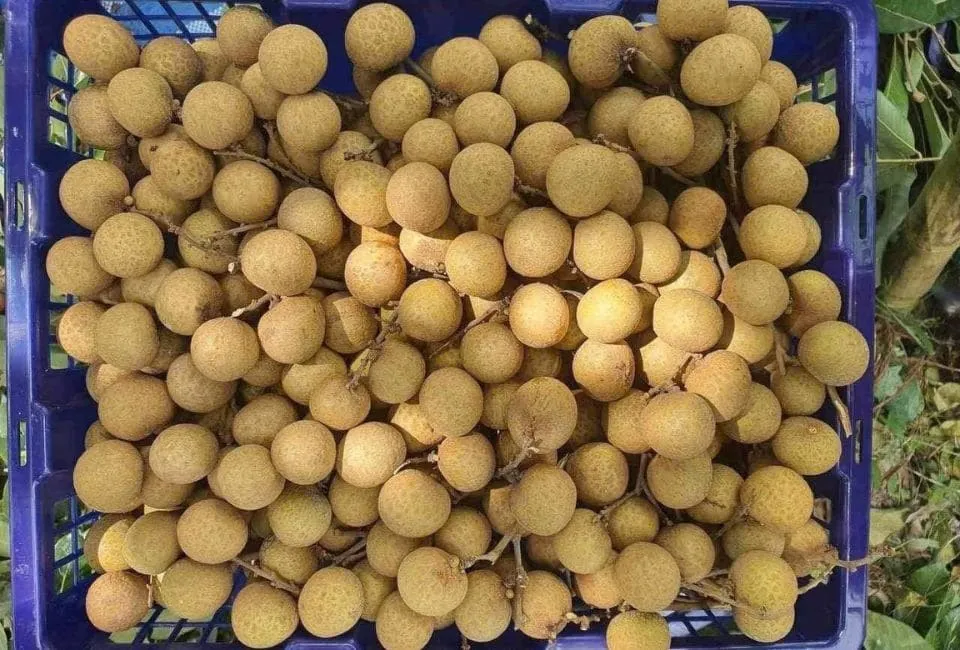 60 11zon 1 havigo.vn