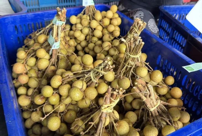 Fresh Longan Fruit