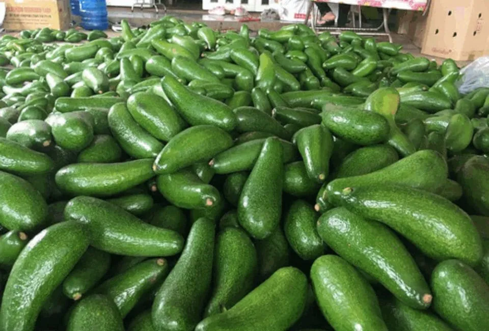 70 11zon HAVIGO VIETNAM