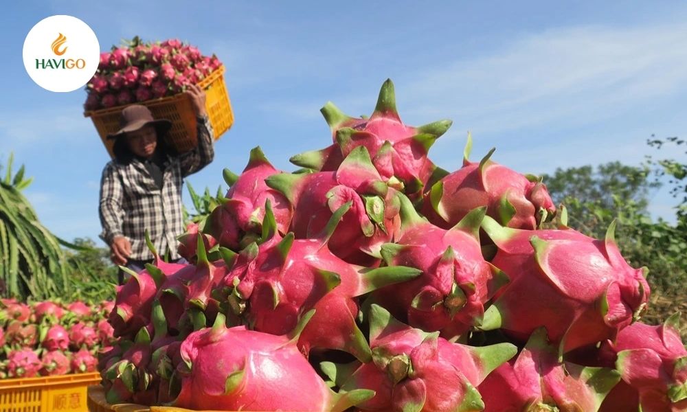 Dragon Fruit Price
