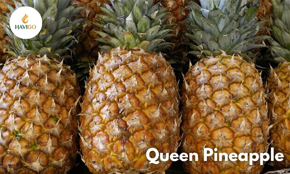Queen Pineapple: The Sweetest Golden Gem of the Tropics