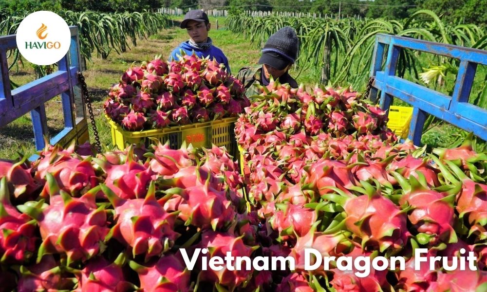 Vietnamese Dragon Fruit: Discover the Vibrant Powerhouse 3 Vietnamese Dragon Fruit