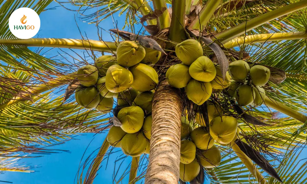 7 Fascinating Facts About Coconut You Might Not Know 4 coconut tree