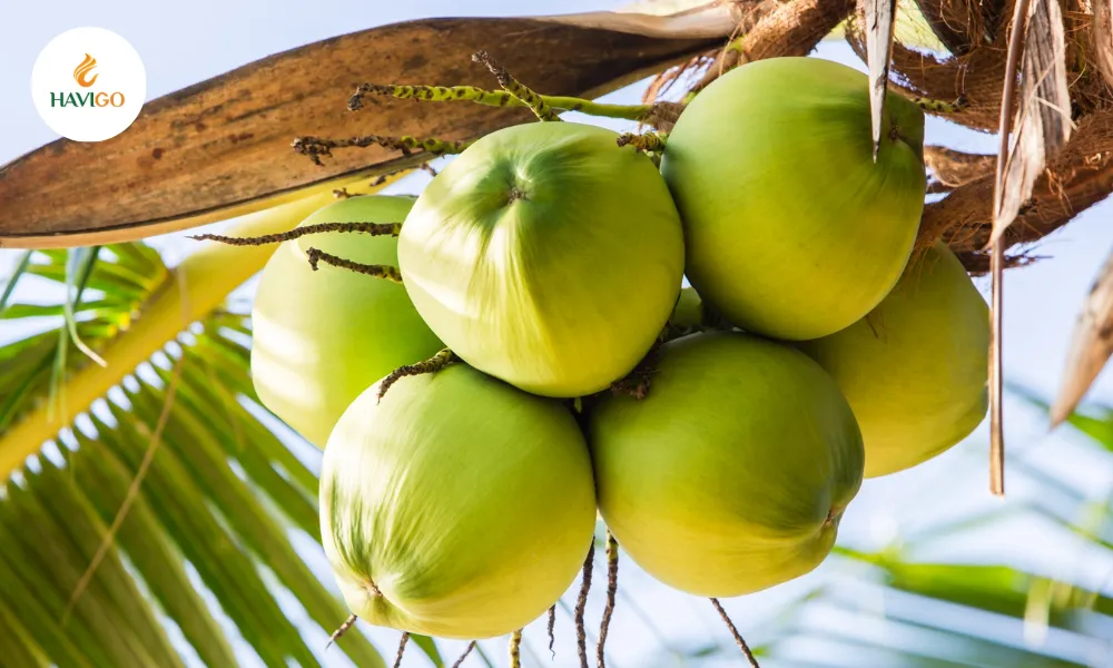 Is Coconut a Fruit, a Nut, or a Seed? 