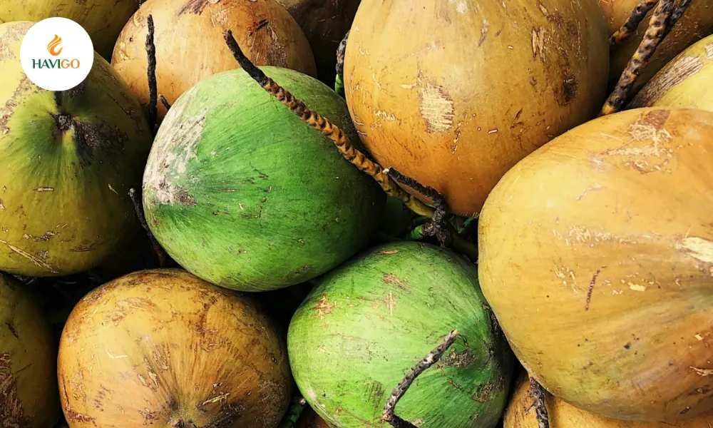 Vietnam Coconut Market Update 2026: Prices, Supply & Trends 1 Vietnam Coconut Market Update 2026