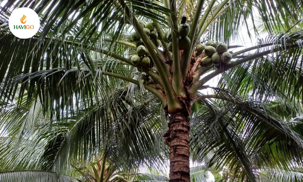 Vietnam Coconut Market Update 2026: Prices, Supply & Trends 2 Vietnam Coconut in Melkong Delta