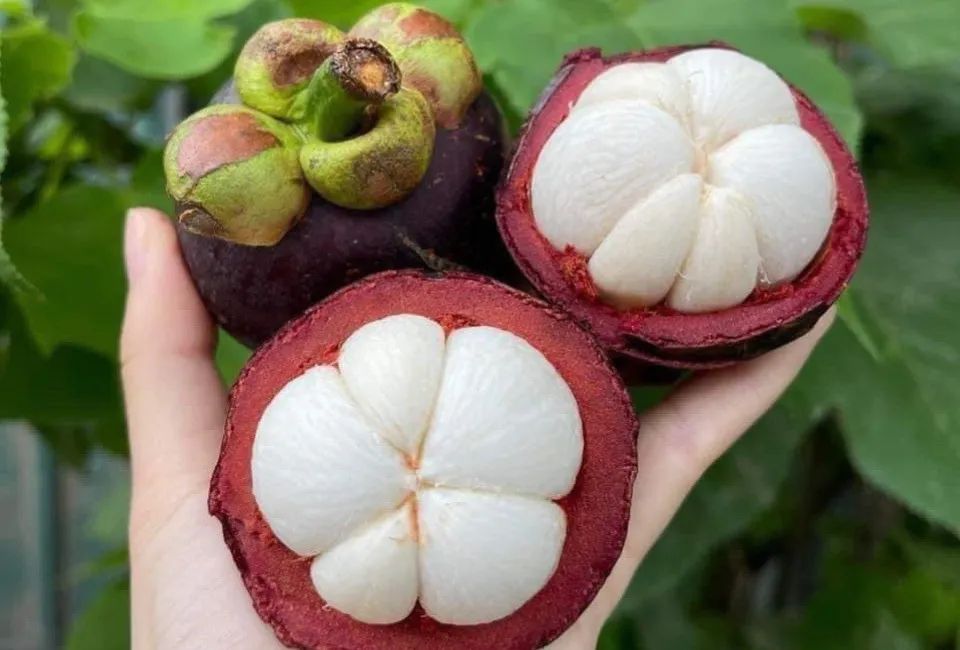 80 2 11zon HAVIGO VIETNAM