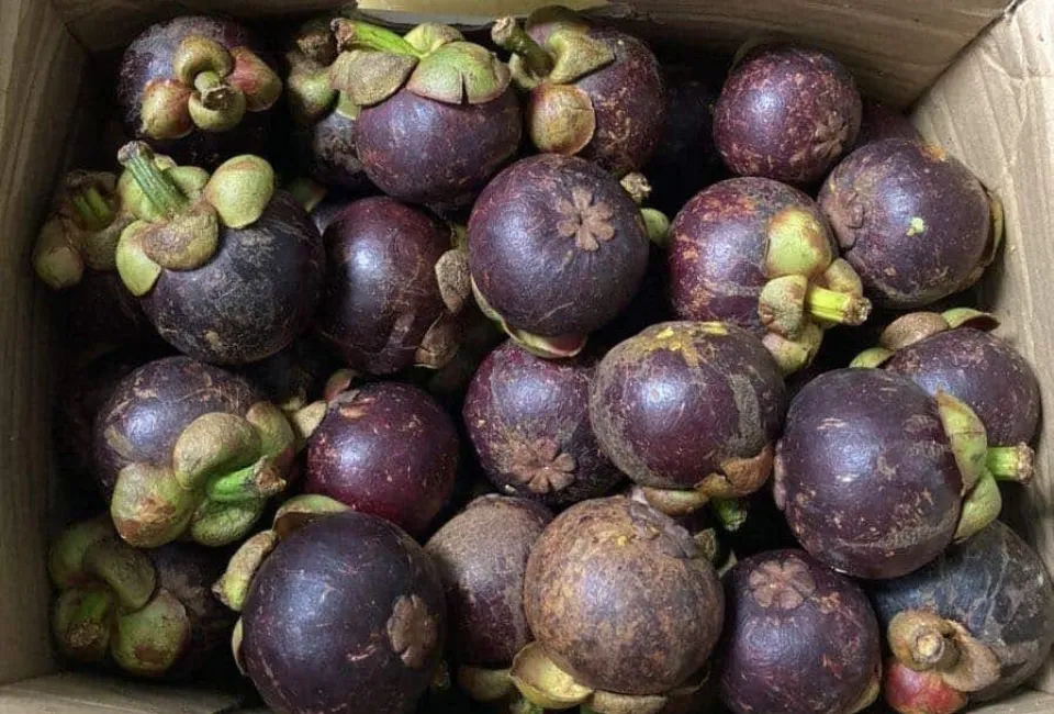 81 3 11zon HAVIGO VIETNAM