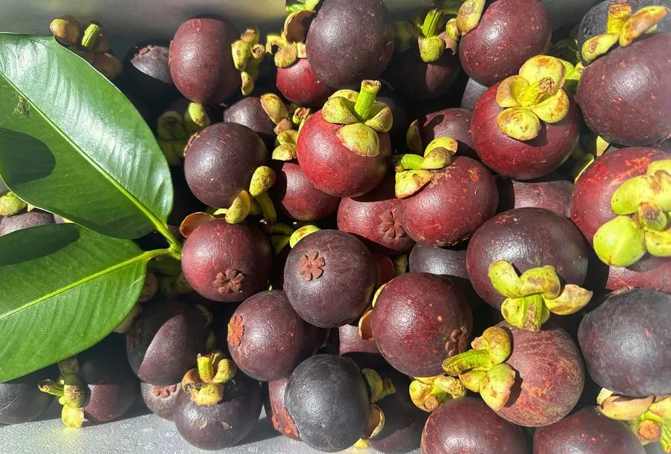 84 6 11zon HAVIGO VIETNAM