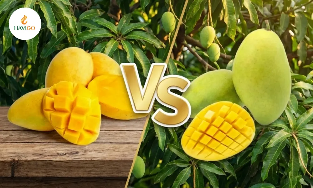 Cat Chu Mango vs Hoa Loc Mango