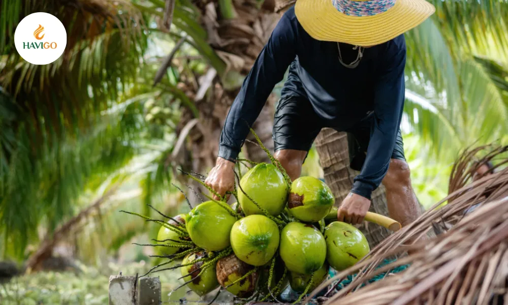 The Golden Era of Vietnam’s Coconuts Export Market