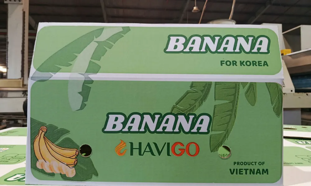 바나나: 기원부터 영양 가치까지, 글로벌 과일 시장을 장악한 결정적 이유 8 바나나