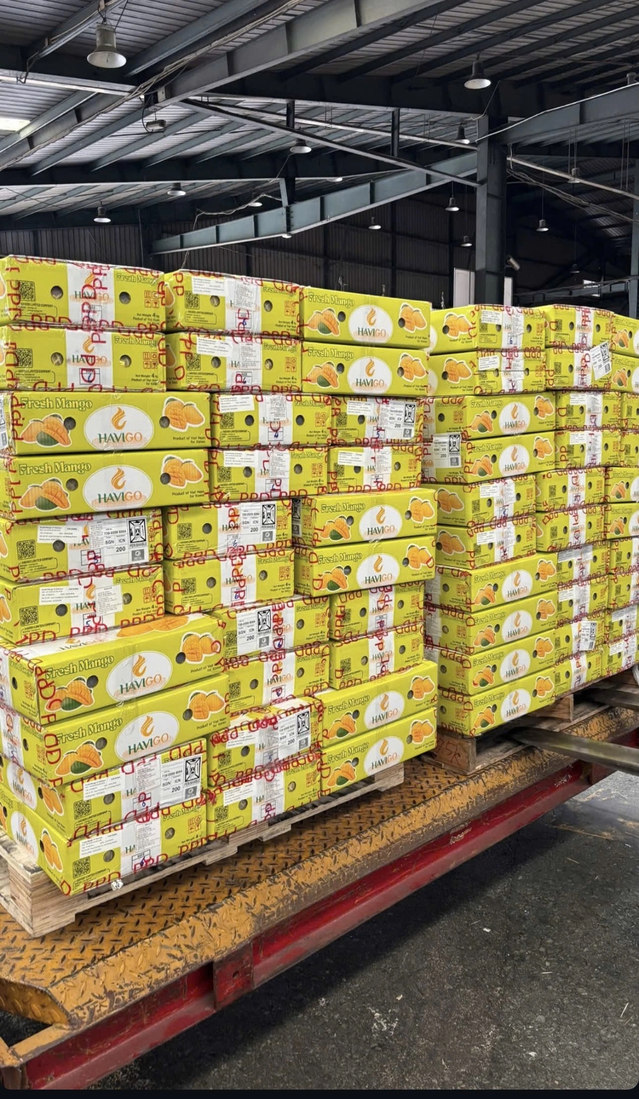 HAVIGO packing and loading process
