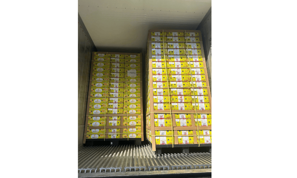 Fresh mango sorting and grading process