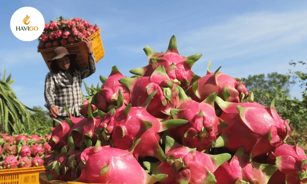 How to Choose a Reliable Dragon Fruit Supplier?
