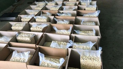 Bulk carton packing for cashew exports