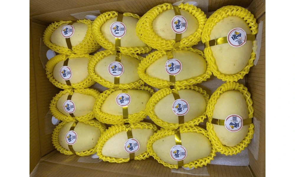 5 kg fresh mango export packing