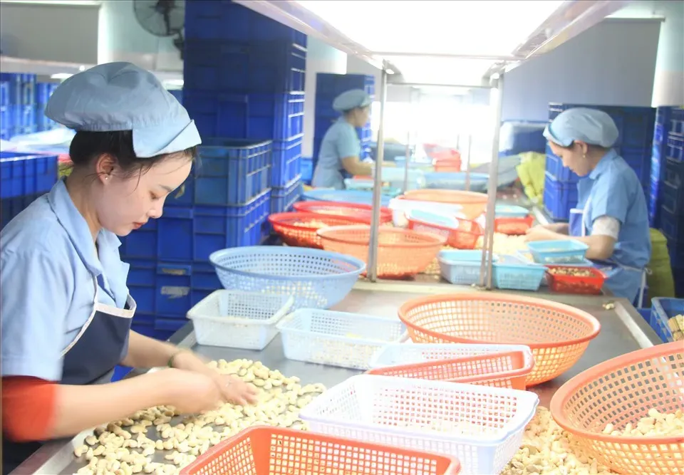 Cashew Kernel Export: Why Ivory Coast May Not Overtake Vietnam by 2030