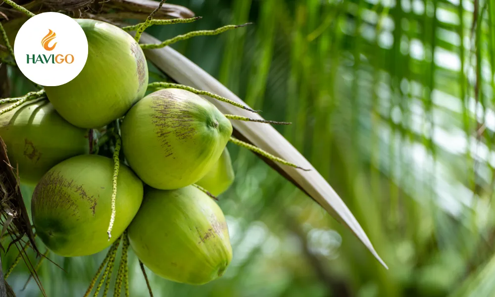 Fresh Vietnamese coconut supplier