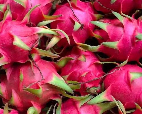 Vietnamese fresh dragon fruit