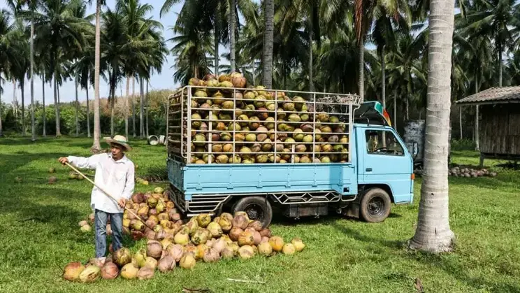 Desiccated-Coconut-Suppliers-in-Vietnam
