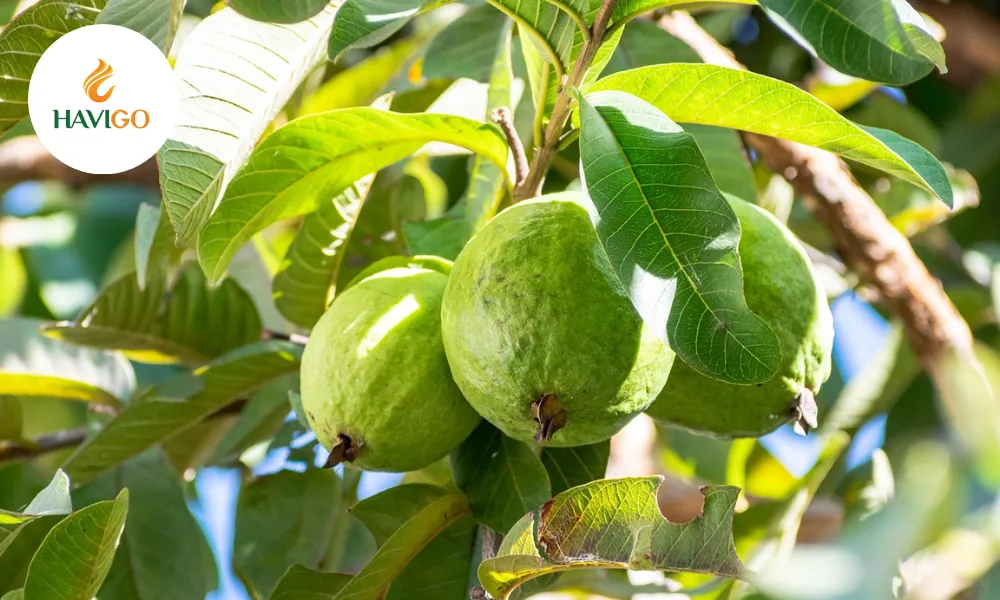 Fresh Vietnamese guava supplier