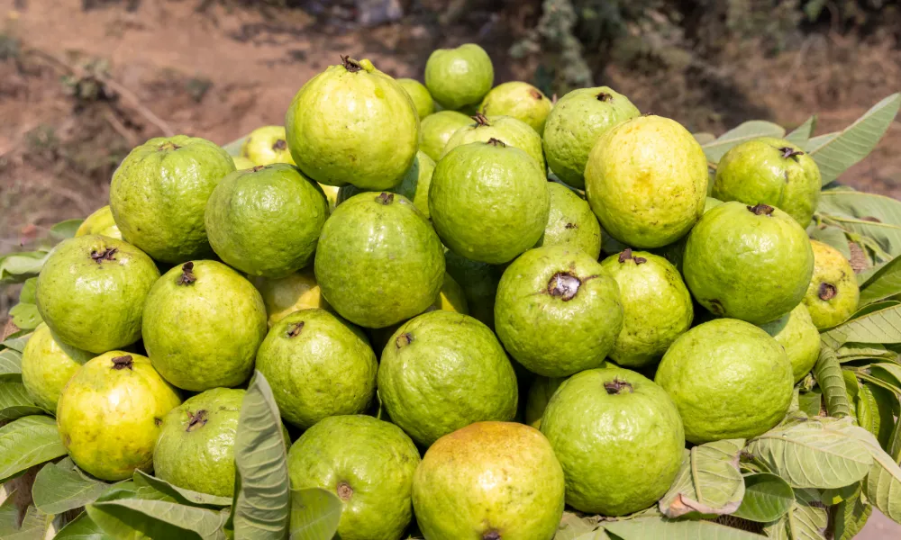 Fresh guava packing for export