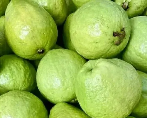 Vietnamese fresh guava