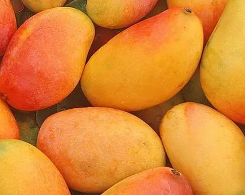 Vietnamese fresh mango