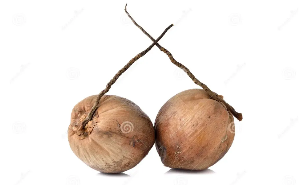Mature coconut exporter from Vietnam