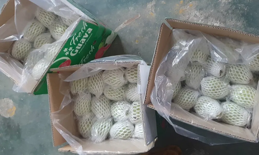 Ventilated carton packing for fresh guava