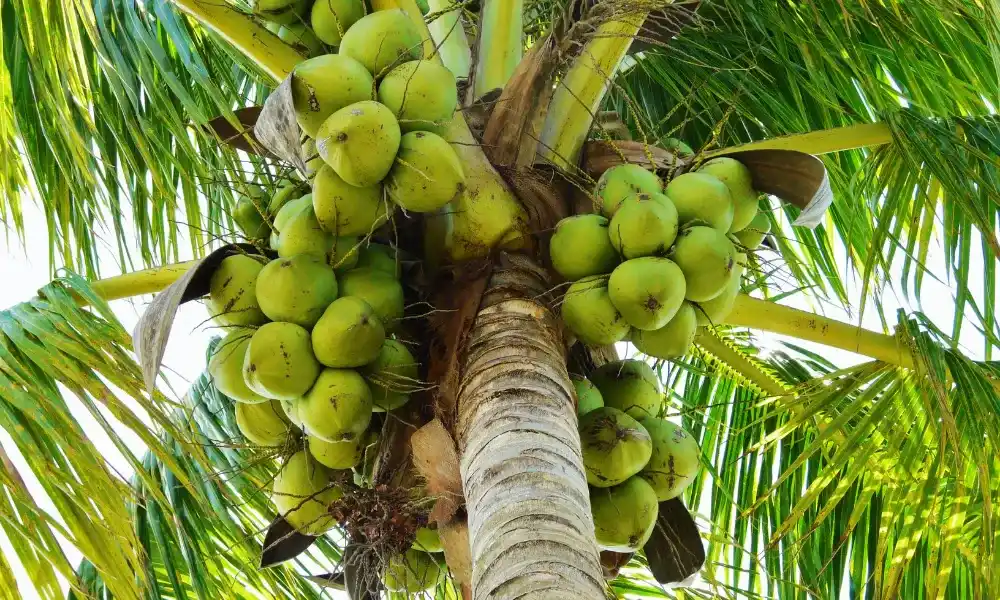 Vietnam fresh coconut export packing