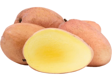 Pink fresh mango supplier from Vietnam
